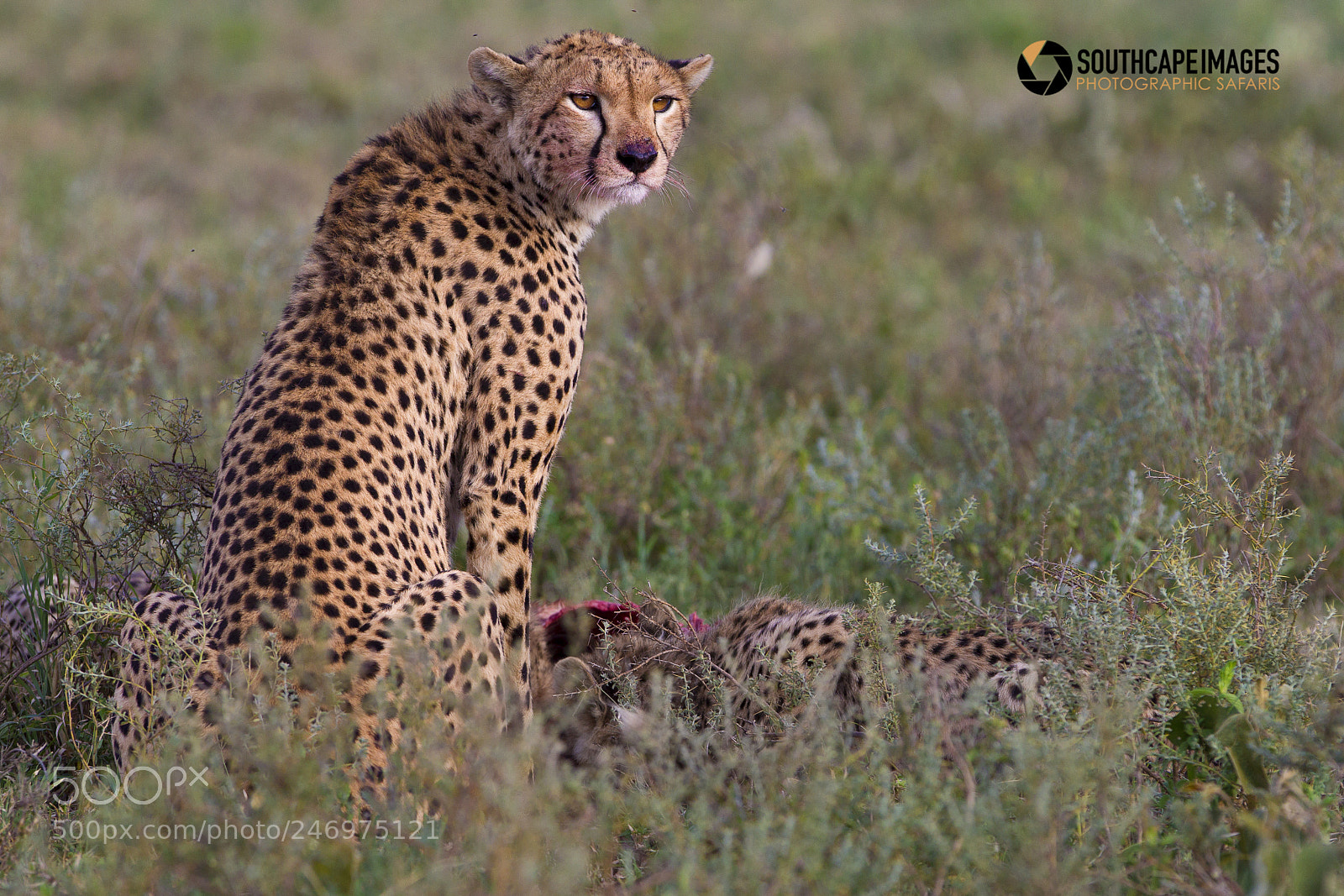 Canon EOS-1D Mark IV sample photo. Cheetah at a kill photography