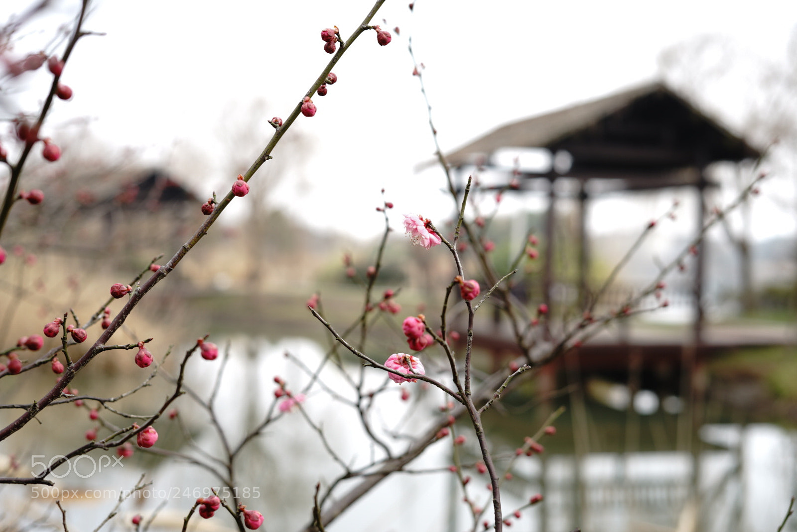 Sony a7 II sample photo. Untitled photography