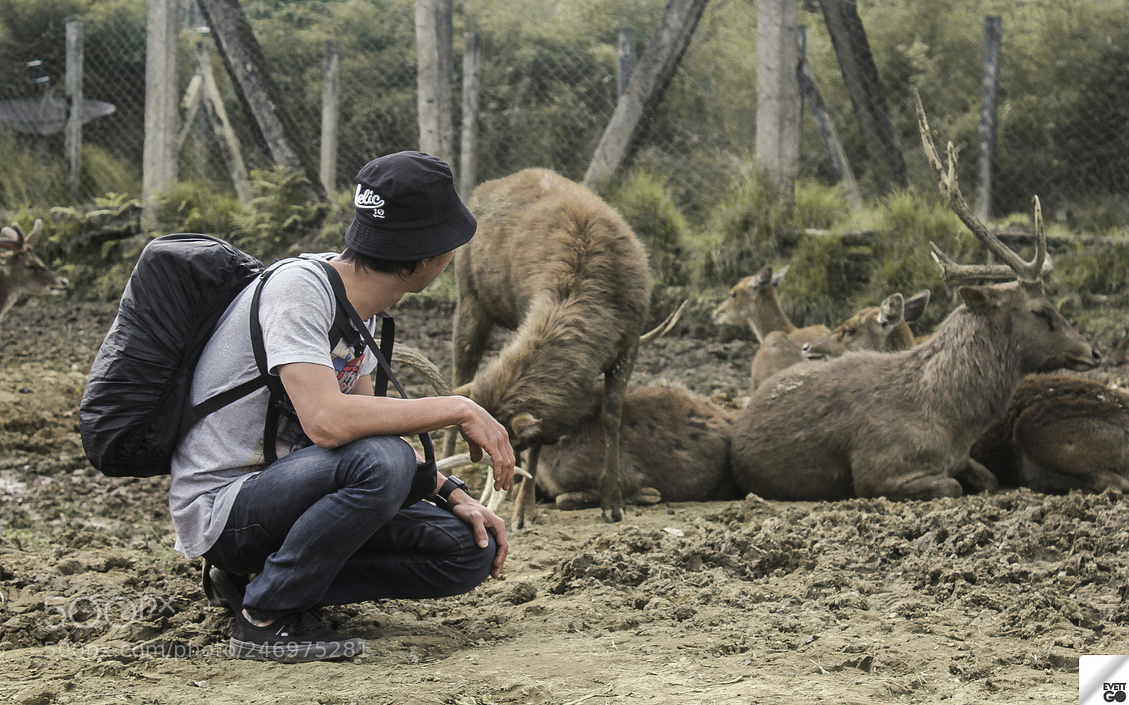 Canon EOS 60D sample photo. Deers photography