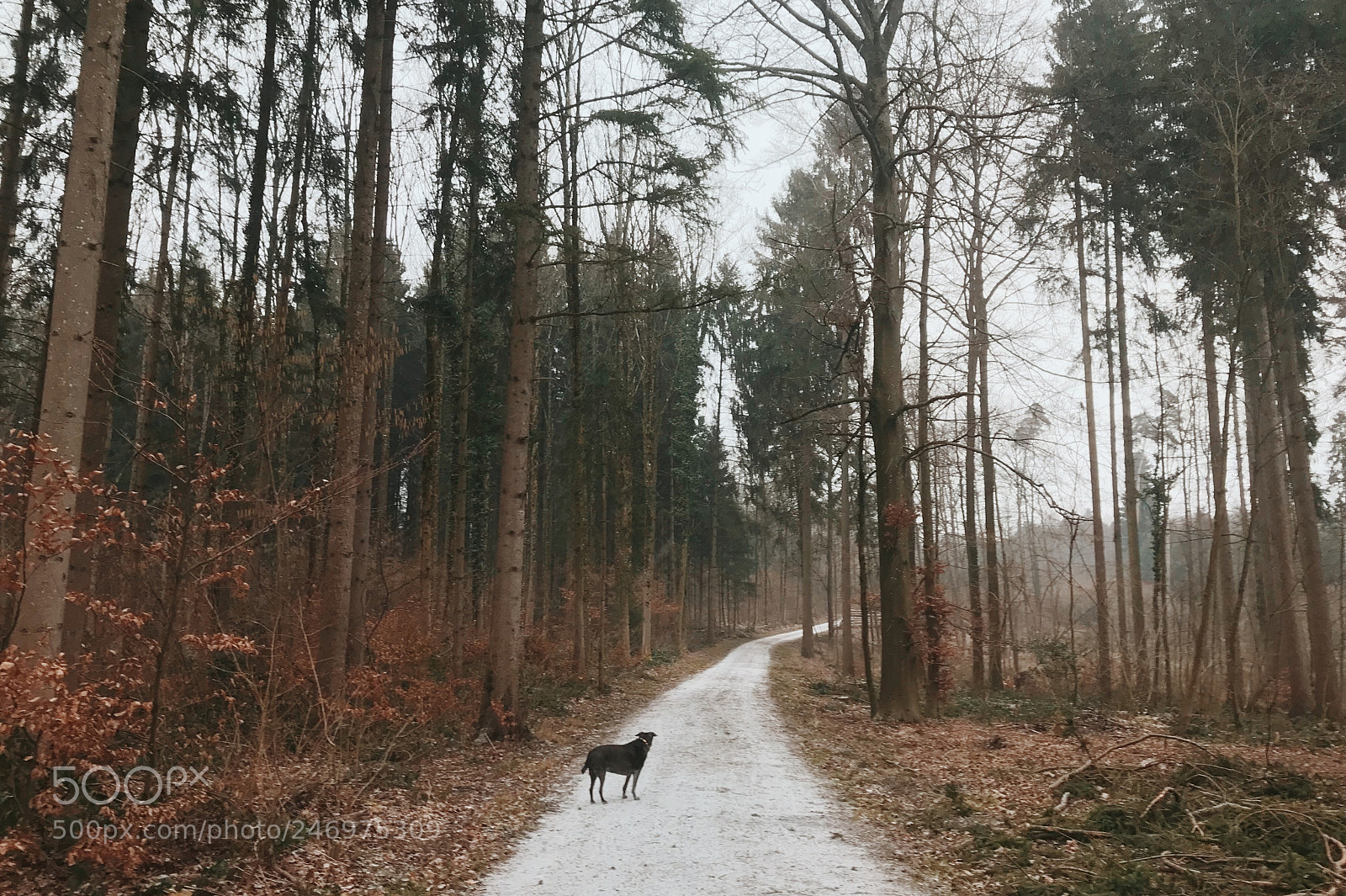 Apple iPhone 7 Plus sample photo. Cold days ahead of photography