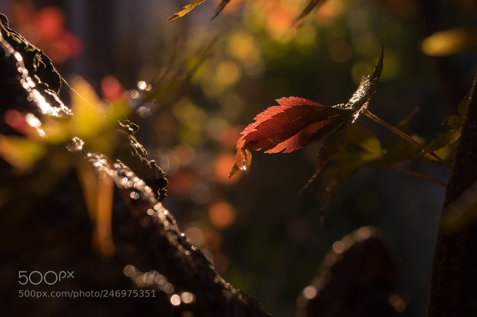 Pentax K-3 II sample photo. After the rain photography