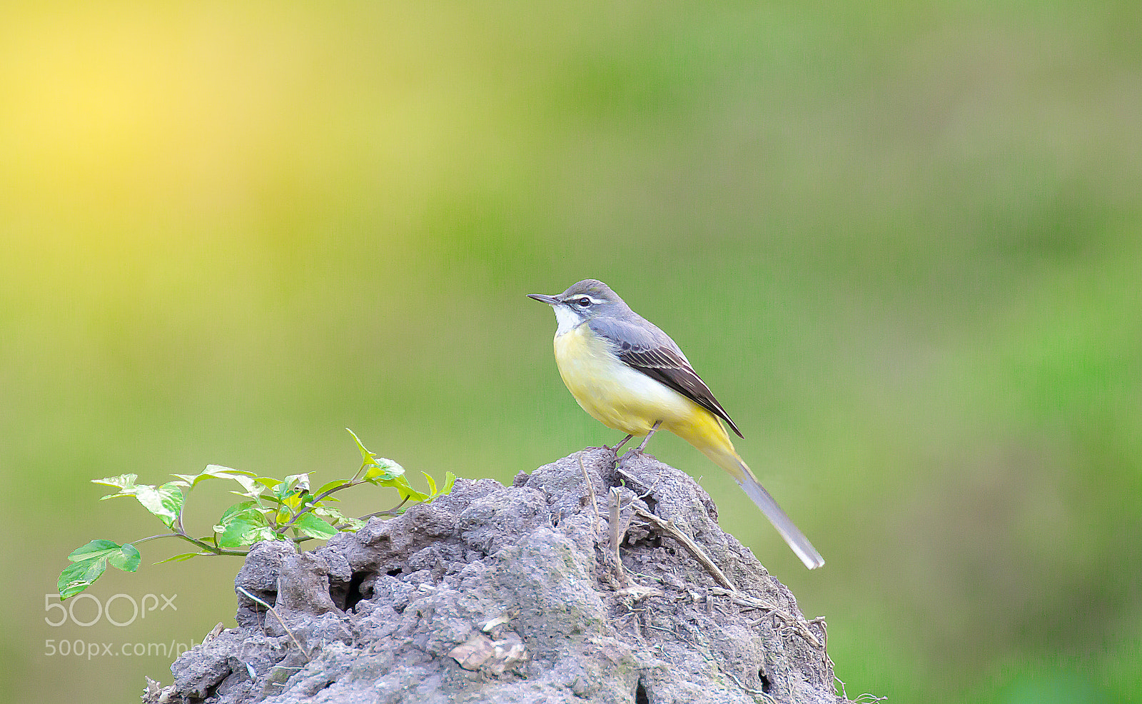 Canon EOS 60D sample photo. Grey wagtail photography