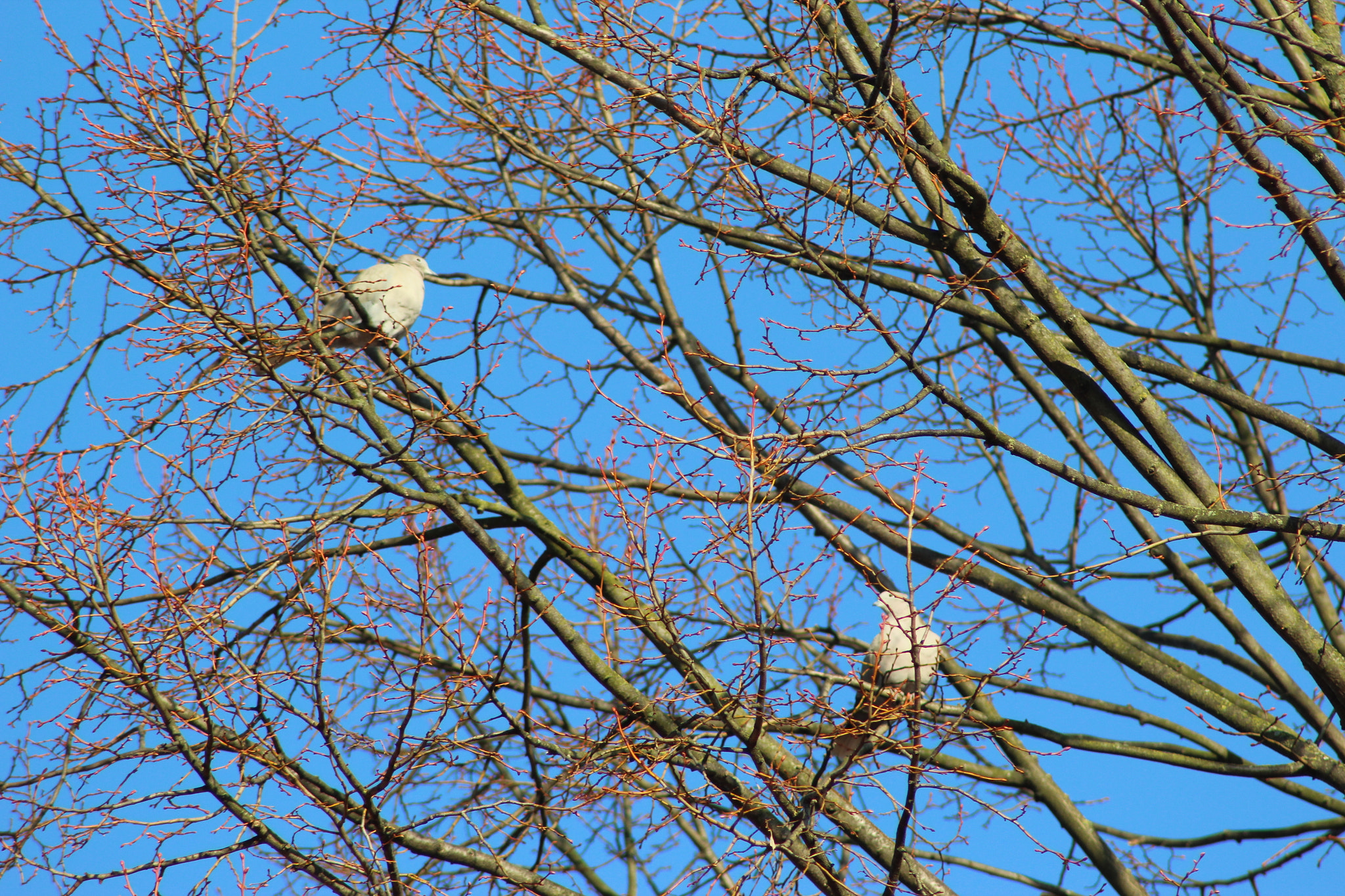 Canon EOS 1200D (EOS Rebel T5 / EOS Kiss X70 / EOS Hi) sample photo. #freiseinwieeinvogel# photography