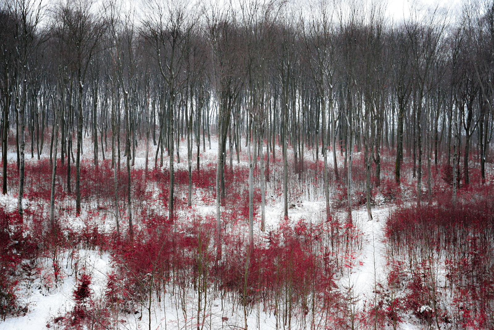 Nikon D5600 sample photo. Winter and red foliage photography