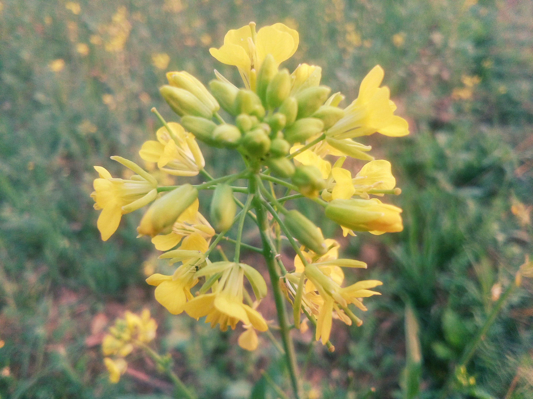 vivo Y31i sample photo. Mustard flower beautiful click photography