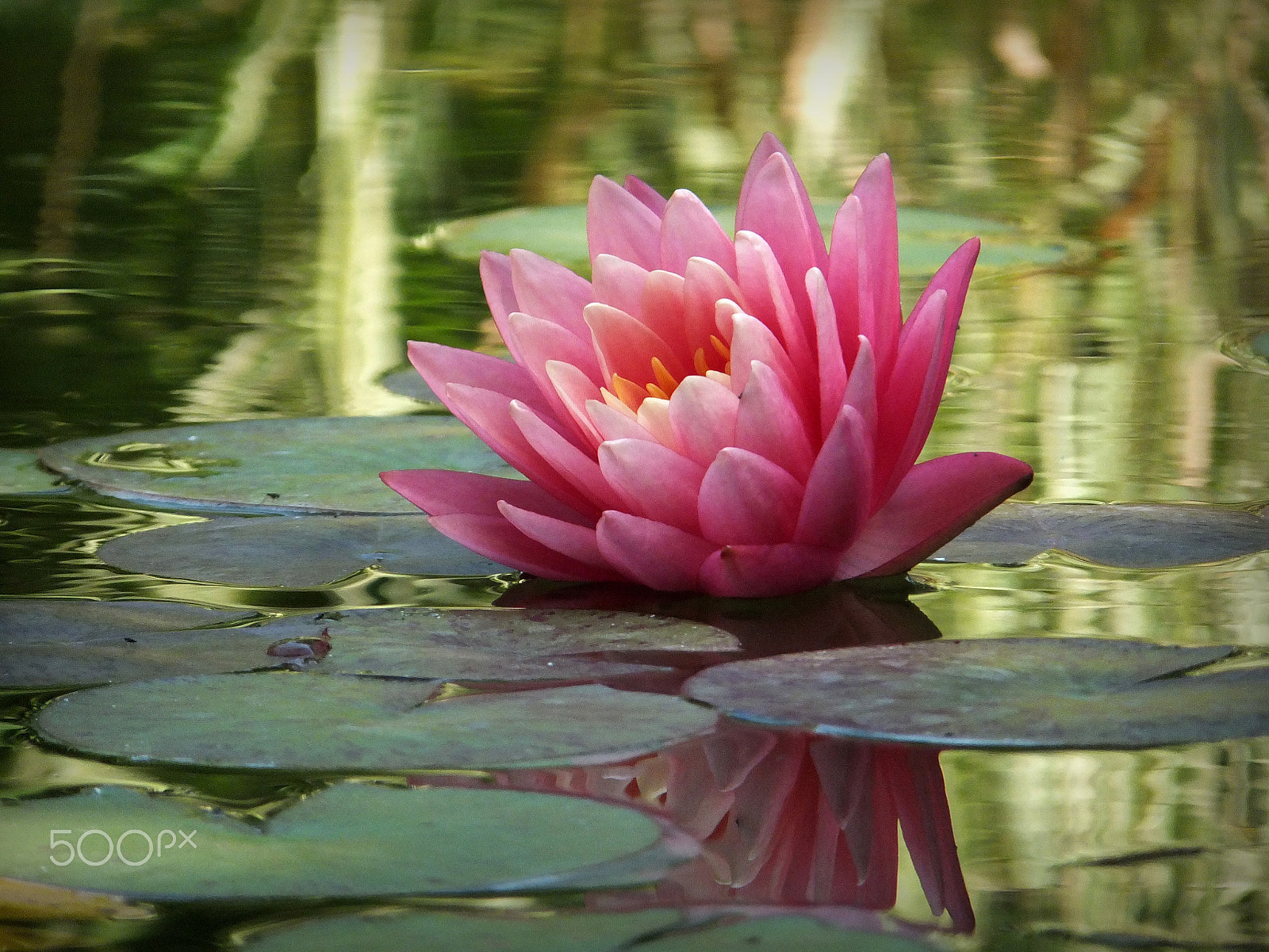 Fujifilm FinePix F750EXR sample photo. Water lily 'perry's orange sunset' photography