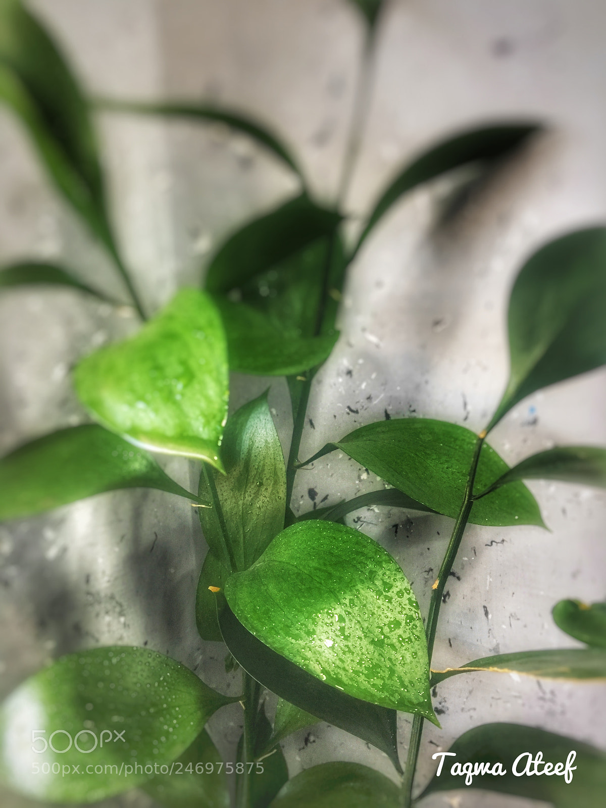 Apple iPhone 6s sample photo. Green ☘️ photography
