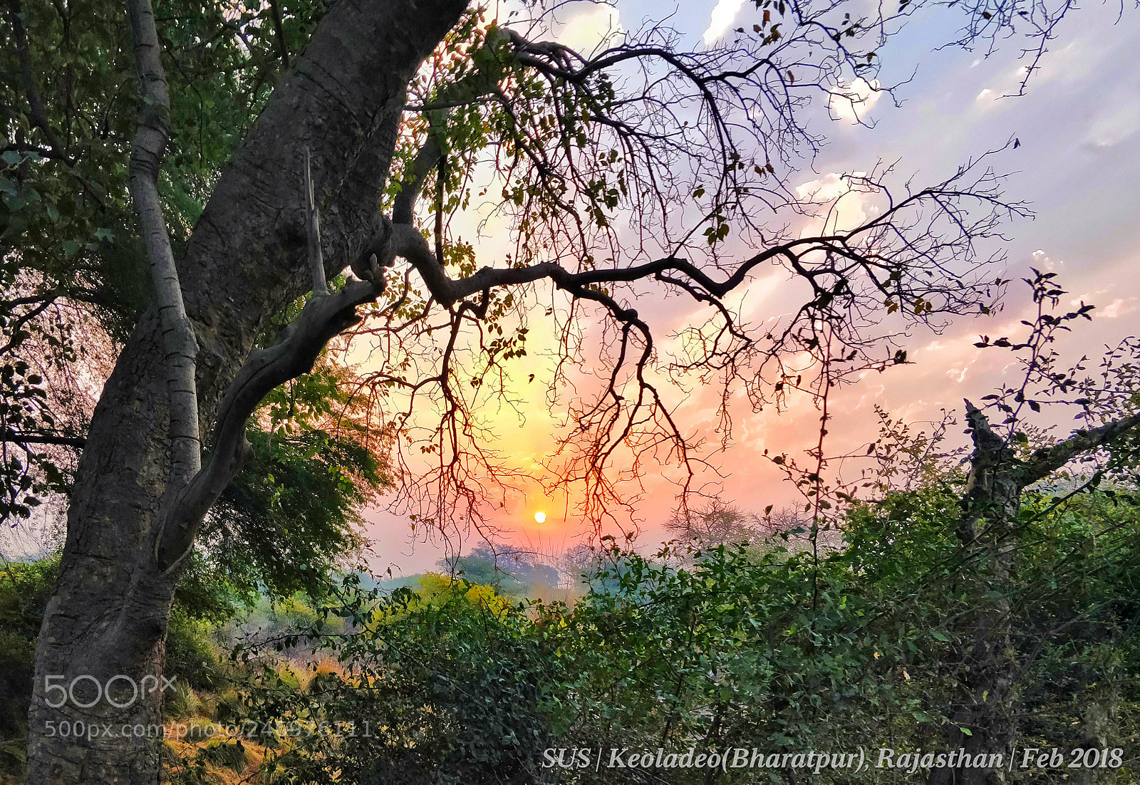 OnePlus 5 sample photo. Bharatpur sunrise photography