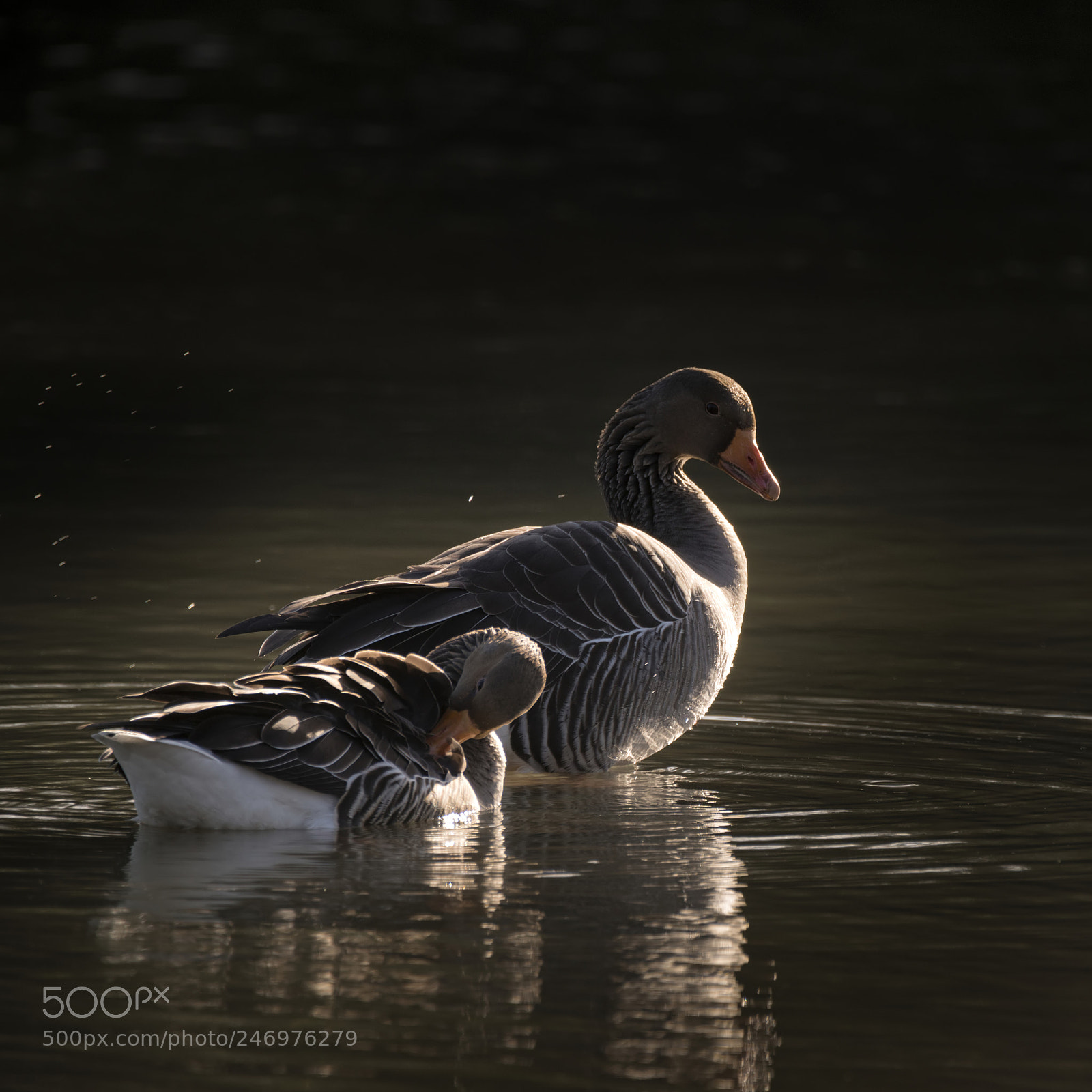 Nikon D800 sample photo. Beautiful pair of greylag photography