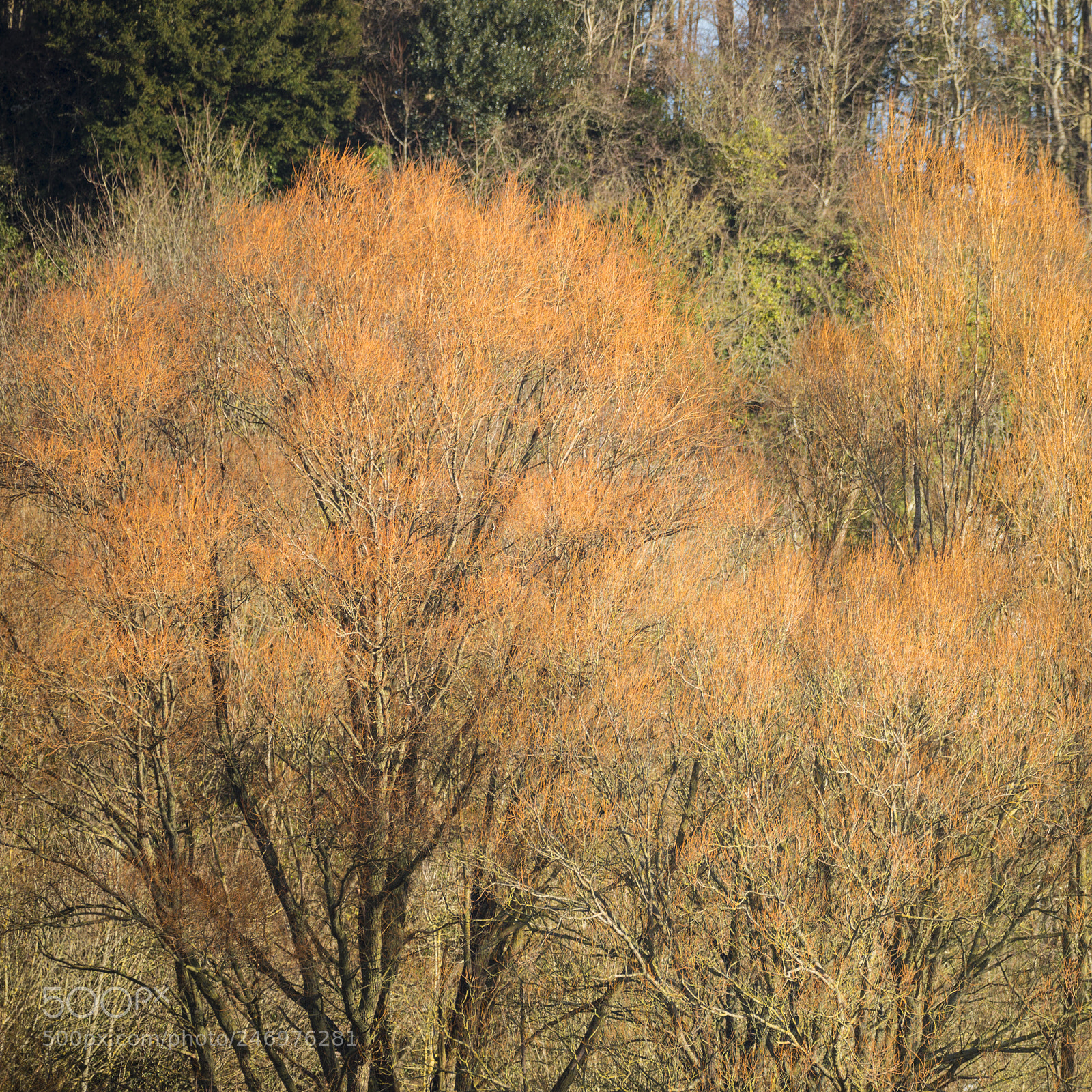 Nikon D800 sample photo. Orange and green contrast photography