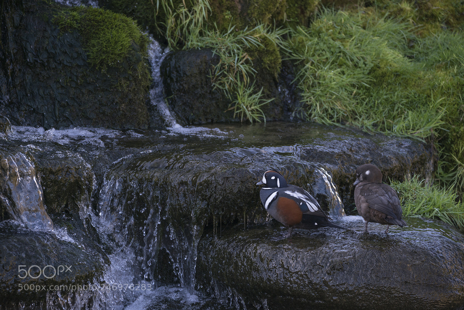 Nikon D800 sample photo. Pair of male and photography