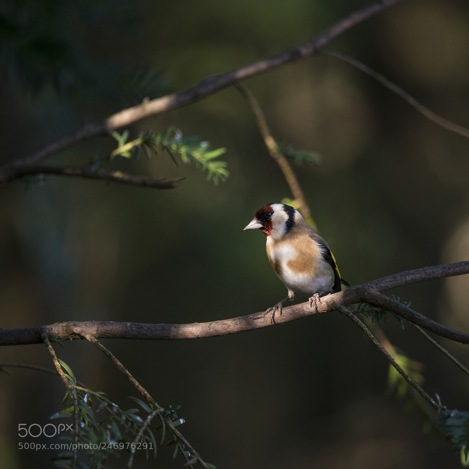 Nikon D800 sample photo. Stunning portrait of goldfinch photography