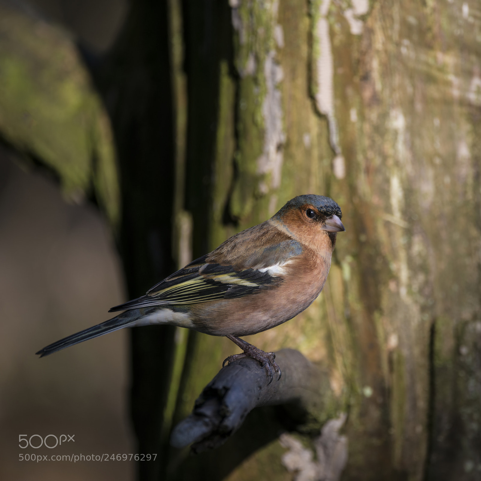 Nikon D800 sample photo. Lovely portrait of male photography
