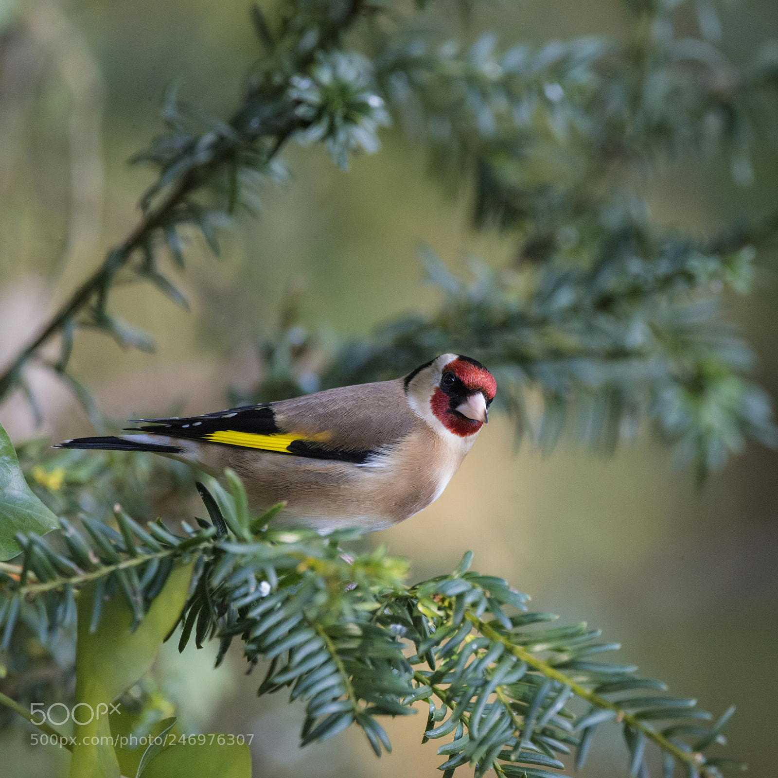 Nikon D800 sample photo. Stunning portrait of goldfinch photography