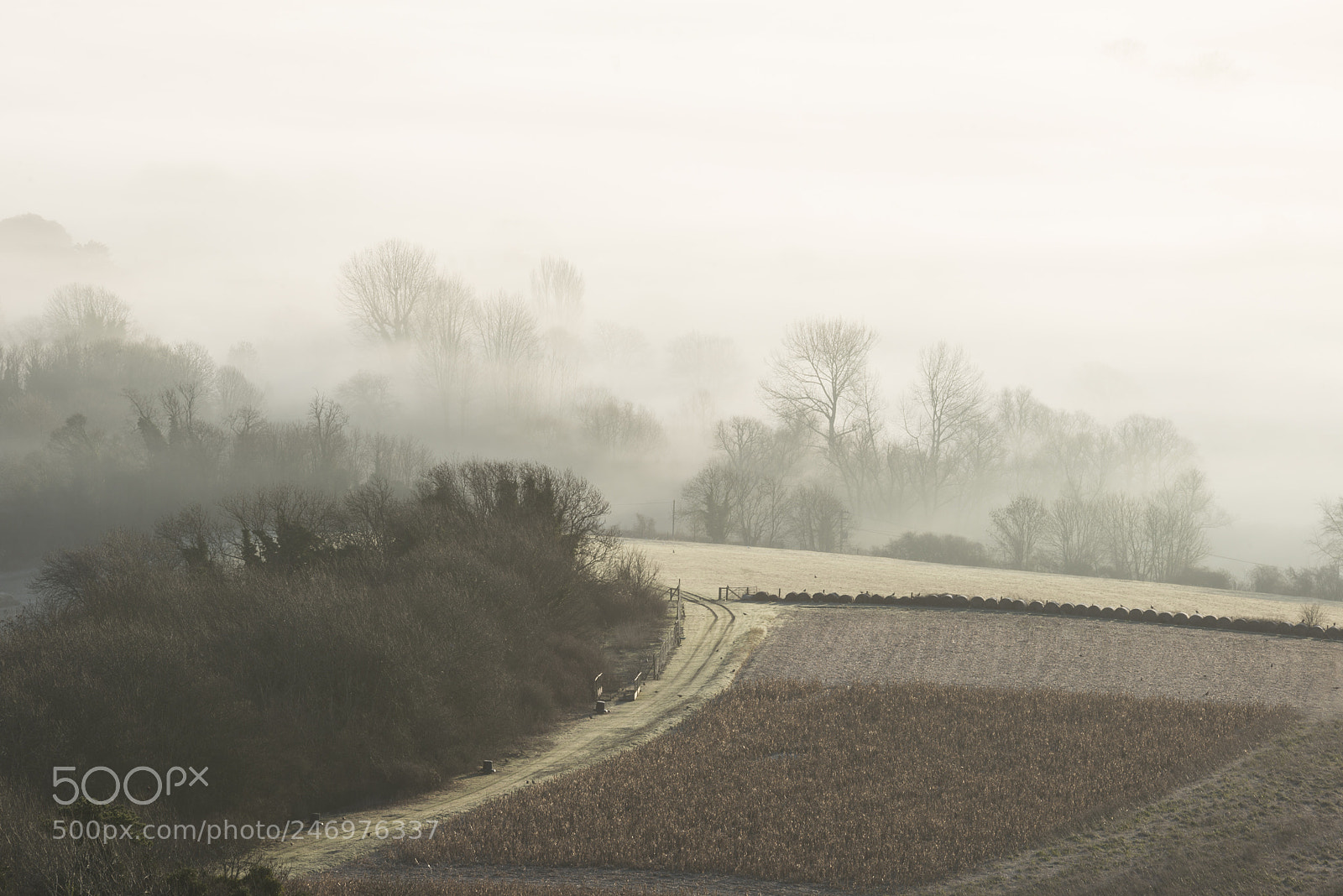 Nikon D800 sample photo. Stunning foggy english rural photography
