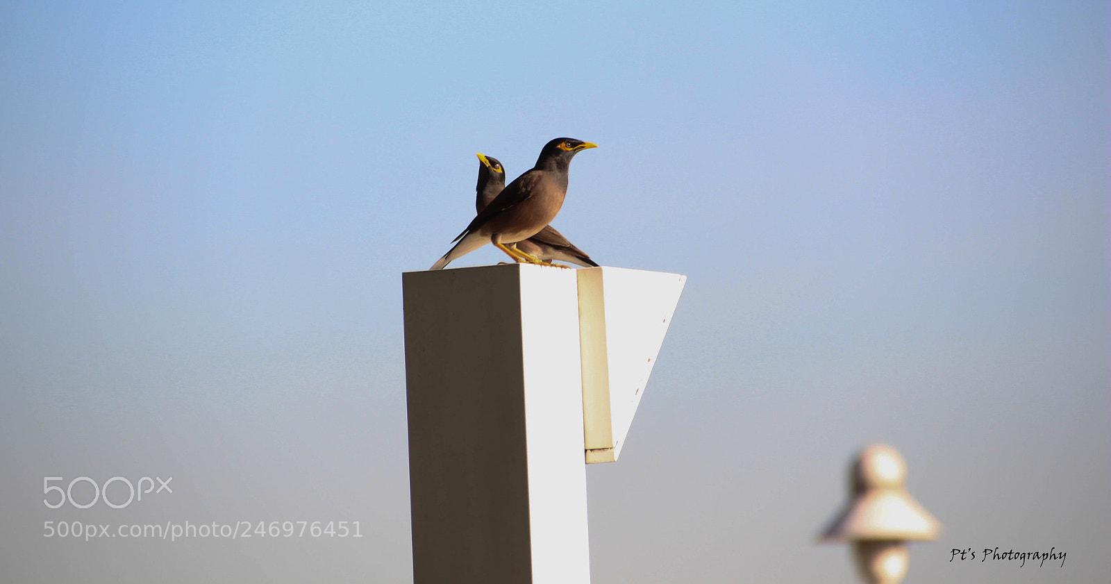 Canon EOS 650D (EOS Rebel T4i / EOS Kiss X6i) sample photo. Two mynas................creek park dubai photography