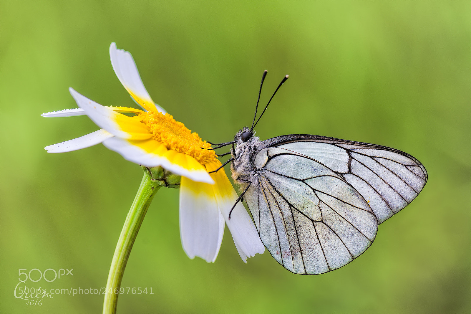 Nikon D7100 sample photo. Aporia crataegi photography