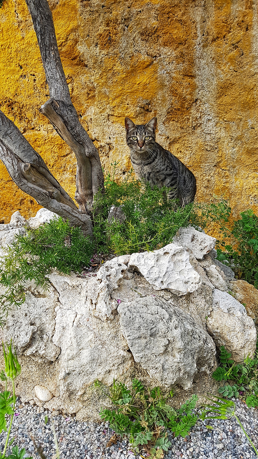 Samsung Galaxy S7 Edge sample photo. Untitled photography