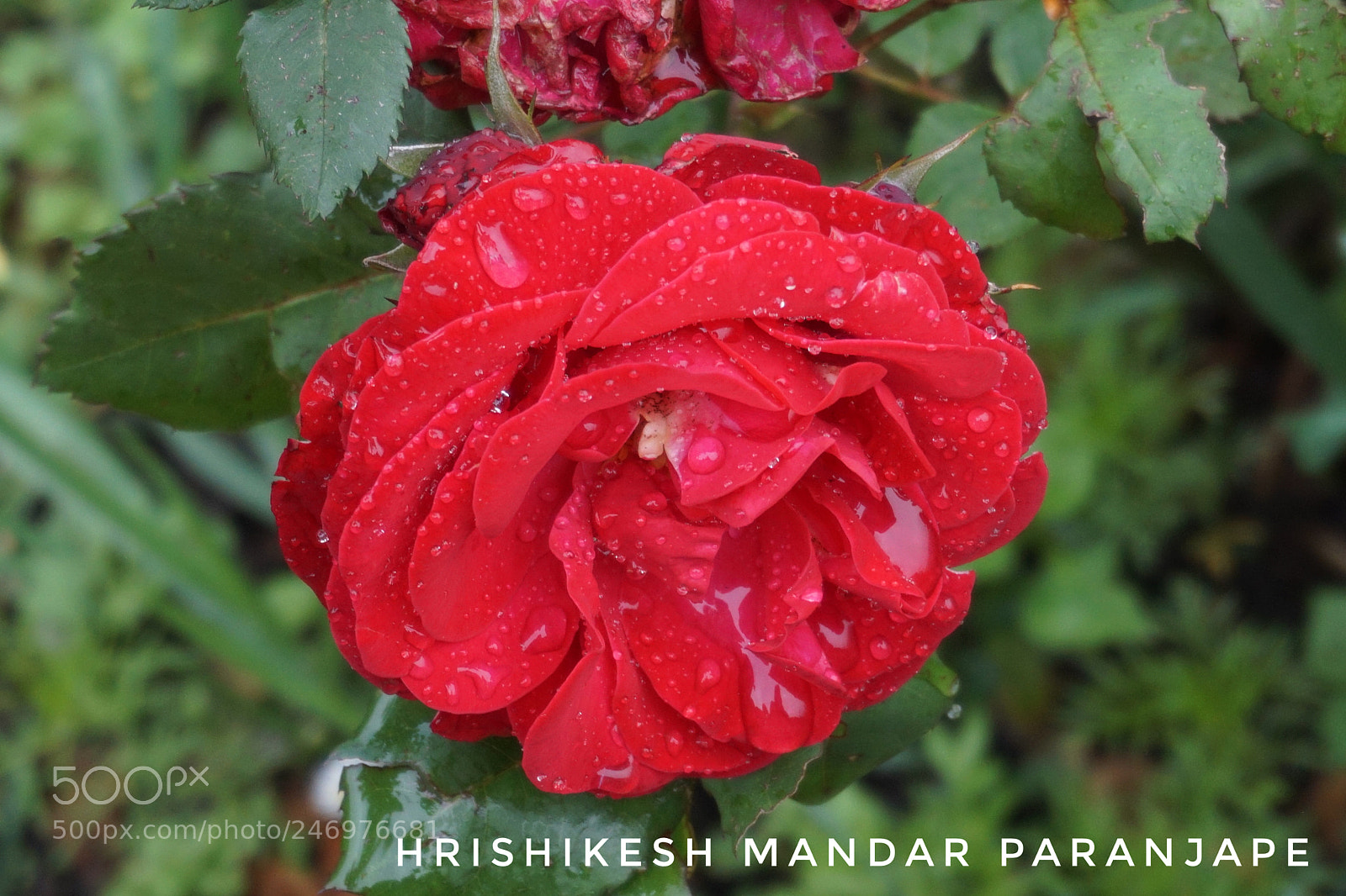 Sony a5100 sample photo. Untitled photography