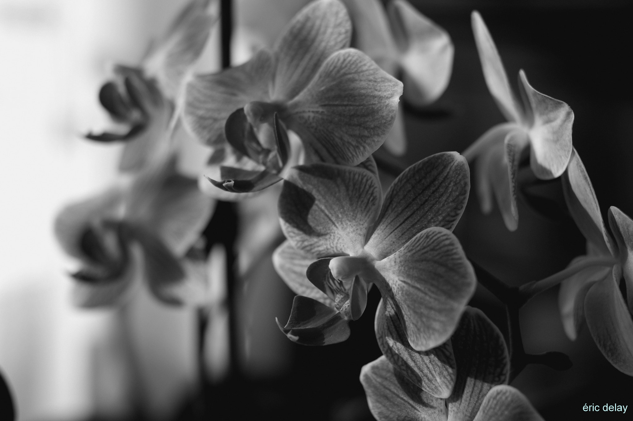 Pentax K-3 sample photo. Orchidées photography