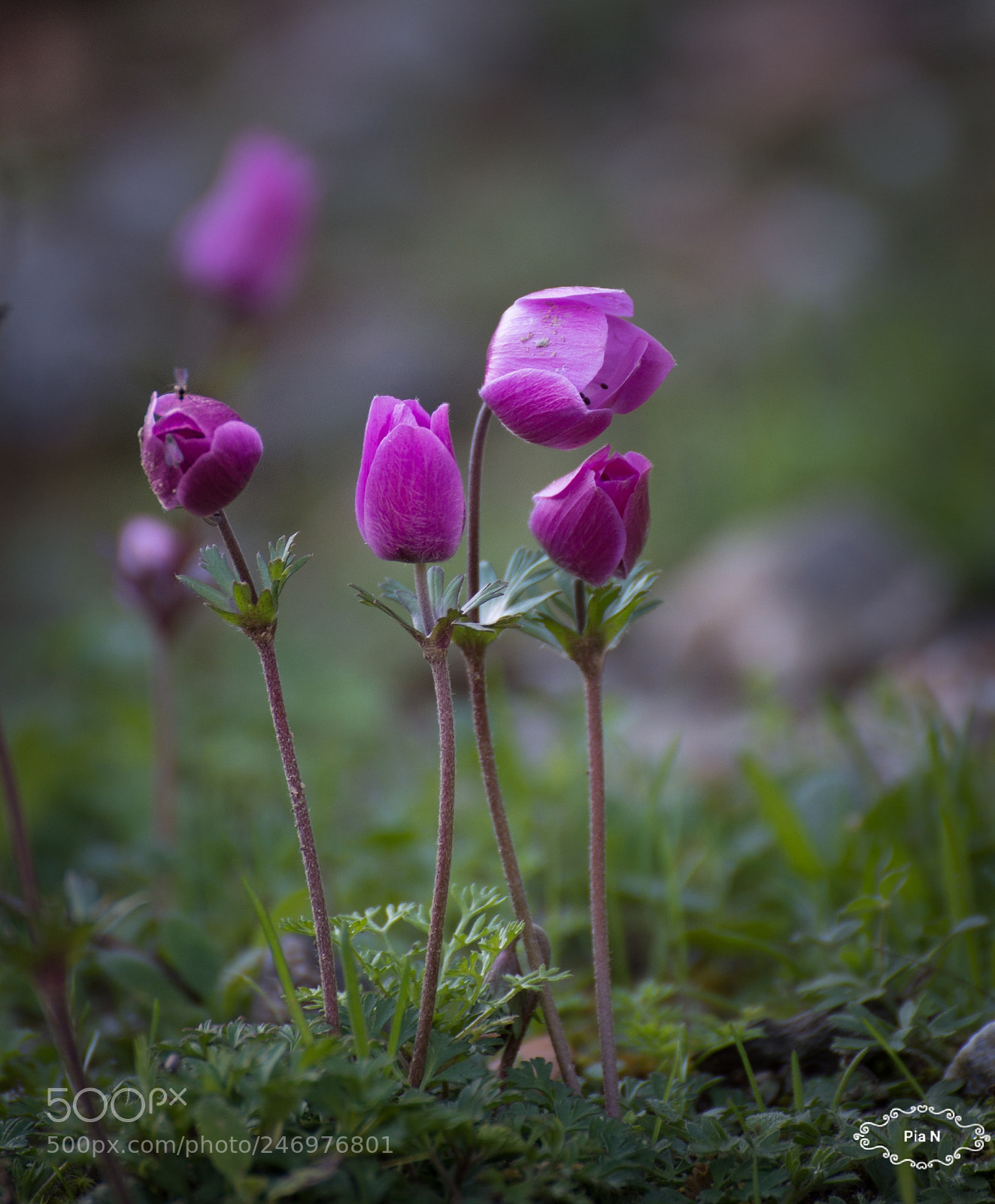 Nikon D7200 sample photo. Pinky photography