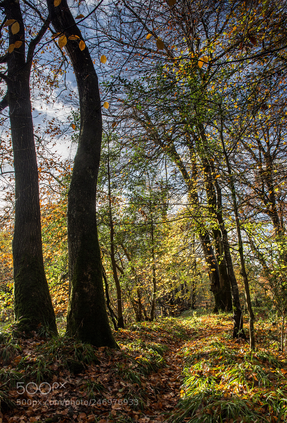Nikon D7200 sample photo. Autumn woodland in the photography