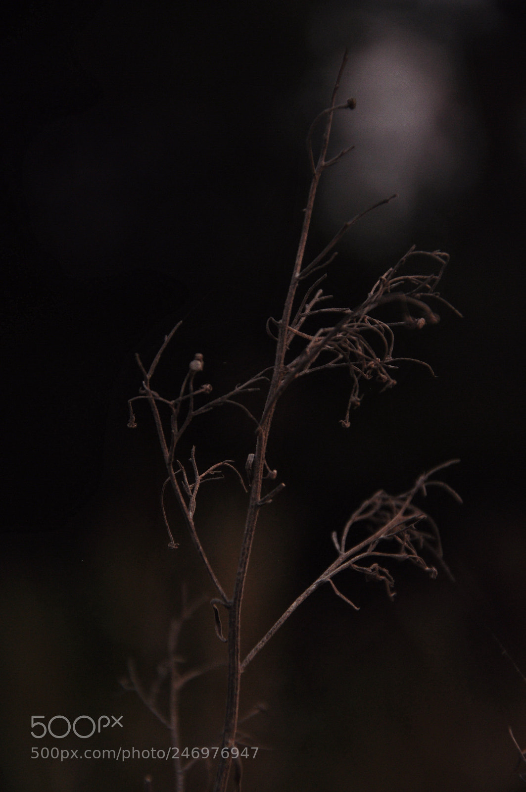 Nikon D90 sample photo. Untitled photography