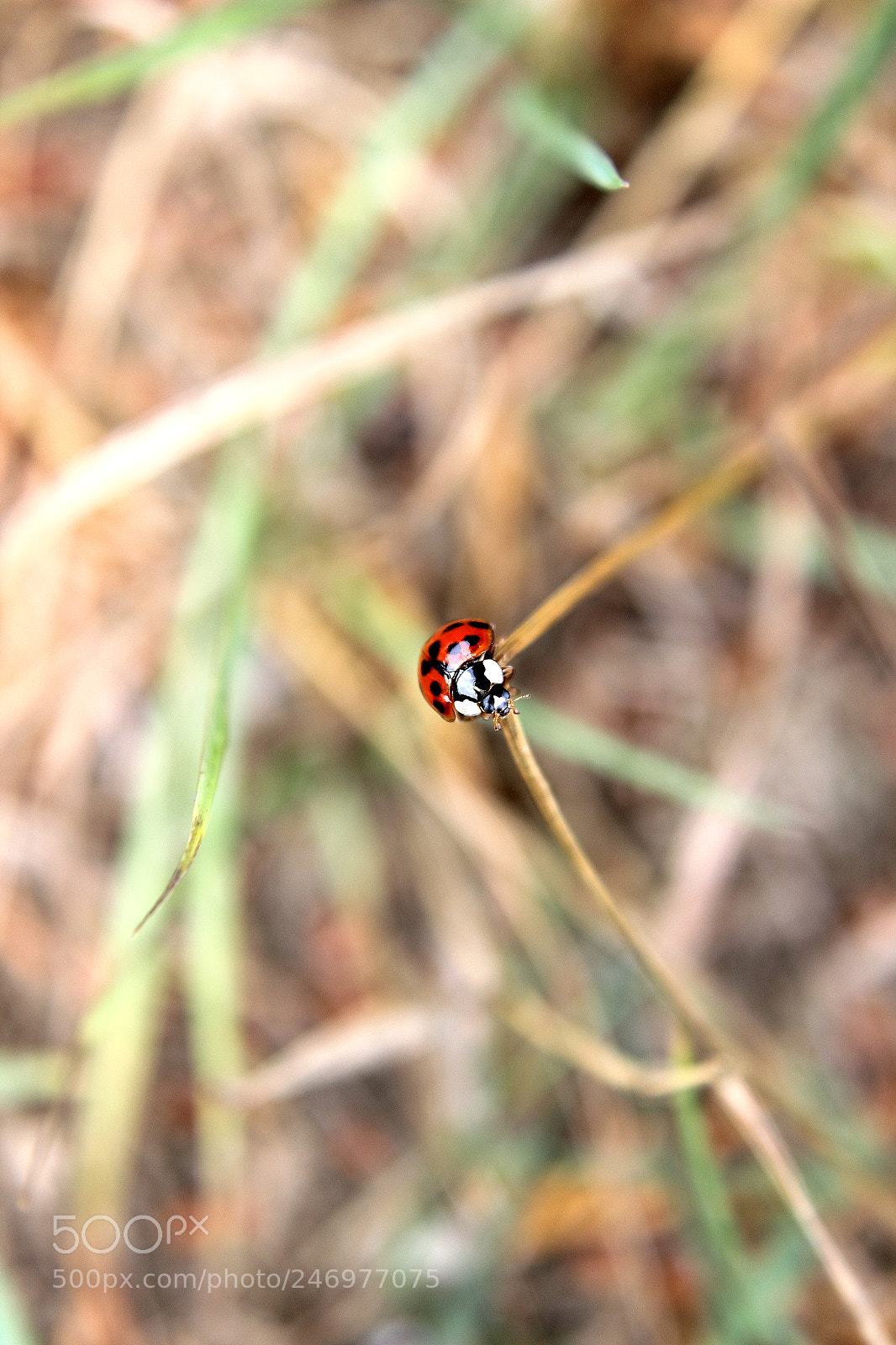 Canon EOS 600D (Rebel EOS T3i / EOS Kiss X5) sample photo. Img photography