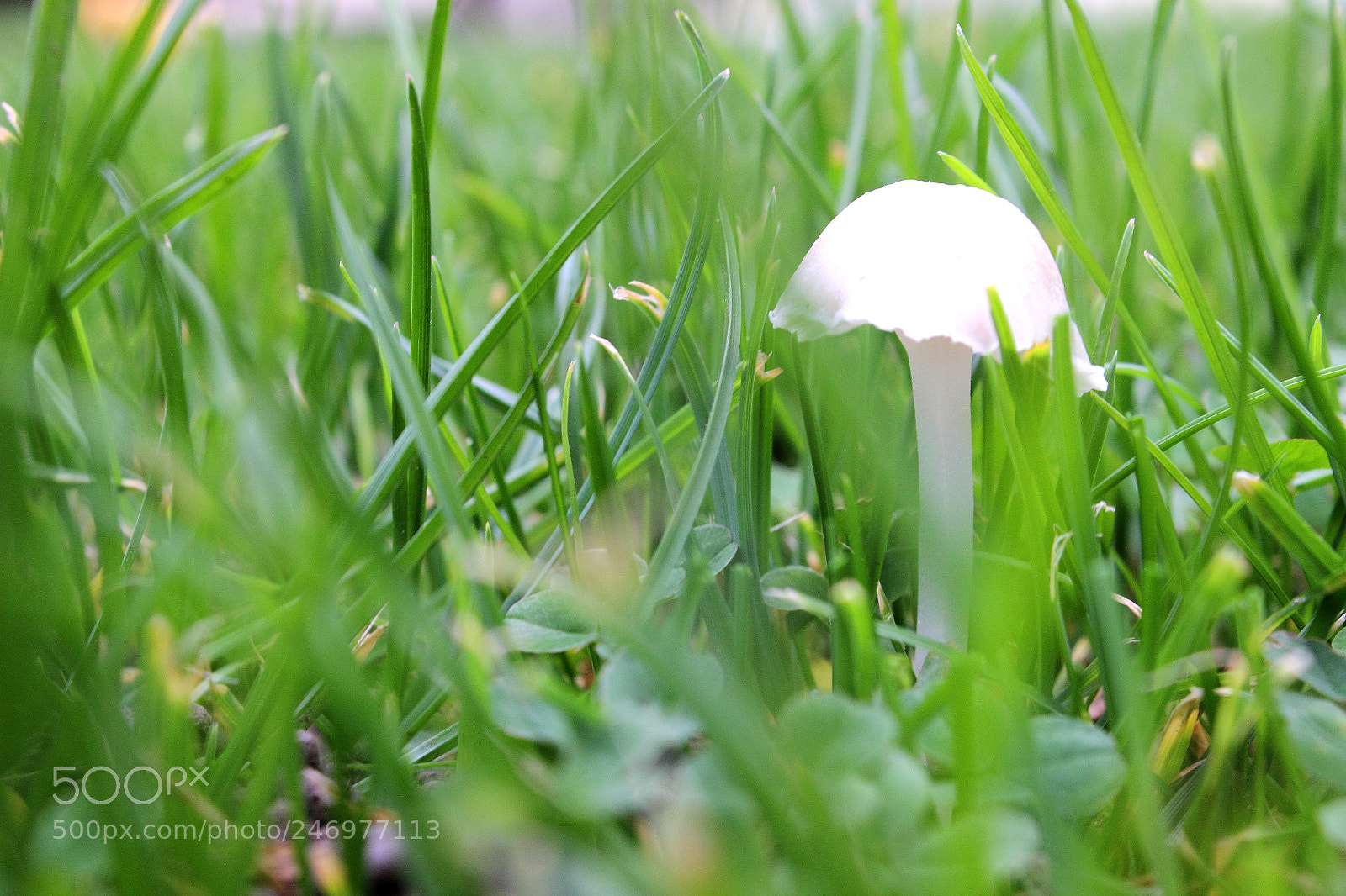 Canon EOS 600D (Rebel EOS T3i / EOS Kiss X5) sample photo. Img photography