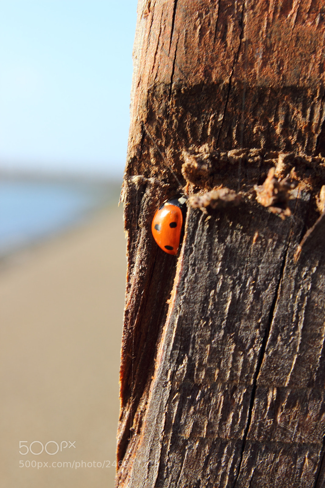 Canon EOS 600D (Rebel EOS T3i / EOS Kiss X5) sample photo. Img photography