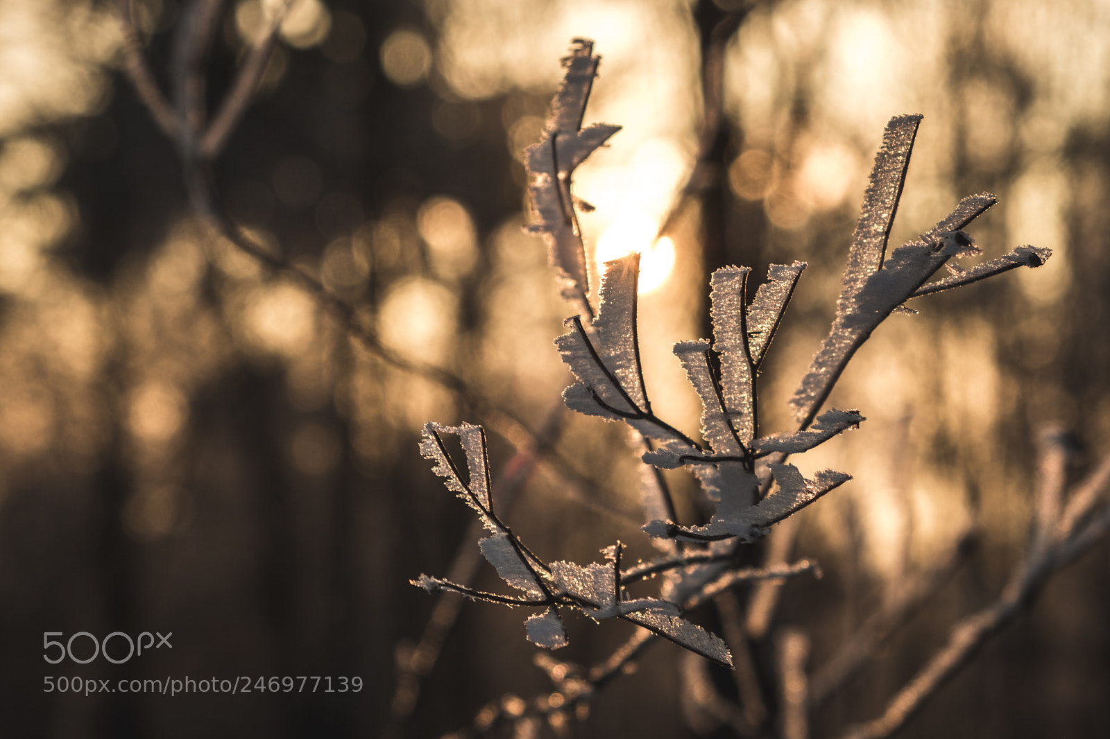 Fujifilm X-T2 sample photo. Freezing warmth photography