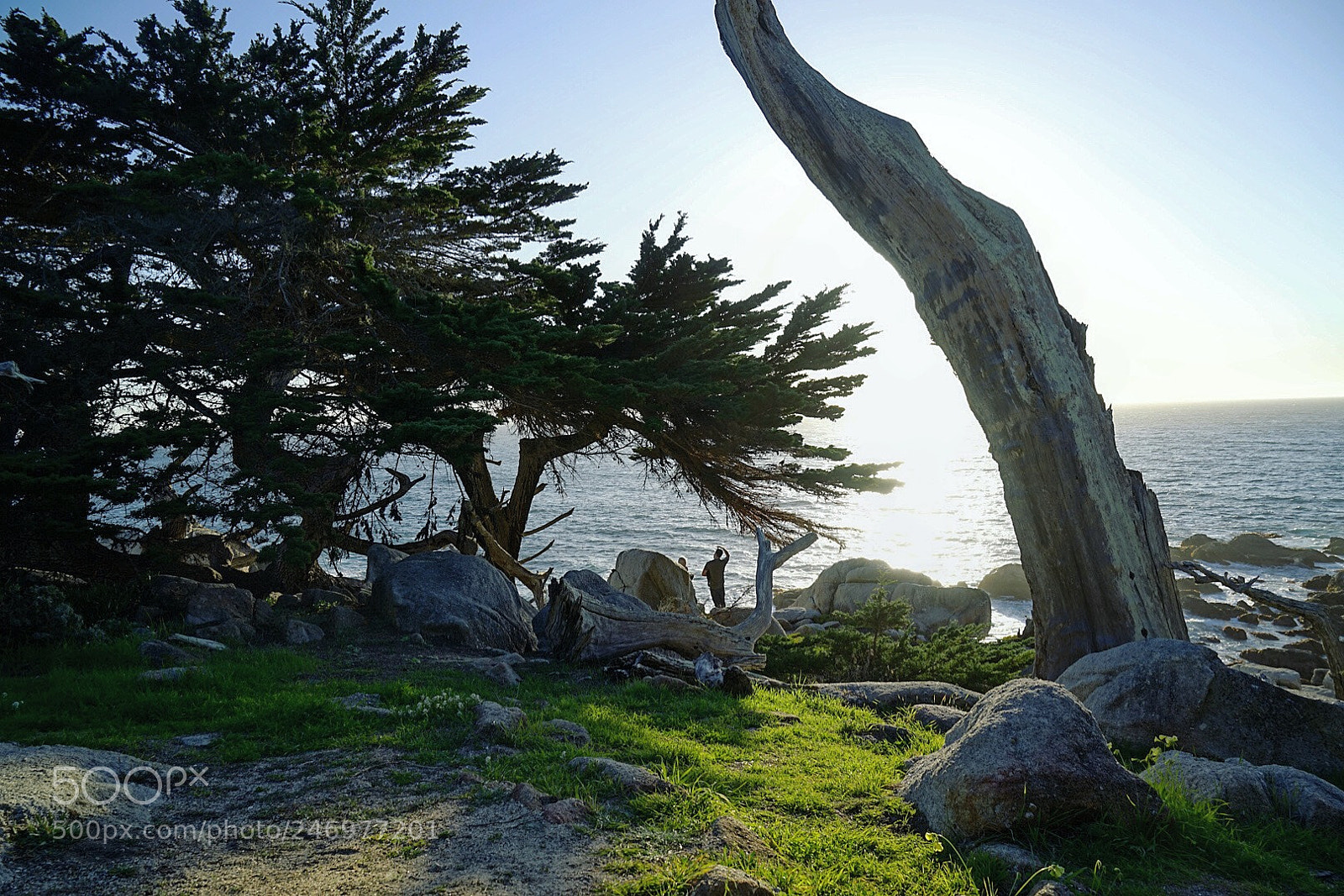 Sony a7R sample photo. Ghost tree photography