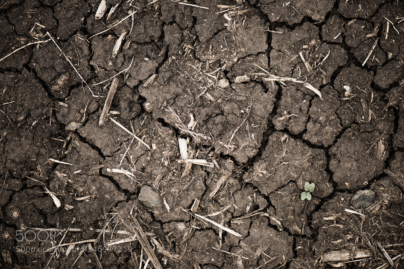 Nikon D800 sample photo. Closeup of cracked earth. photography