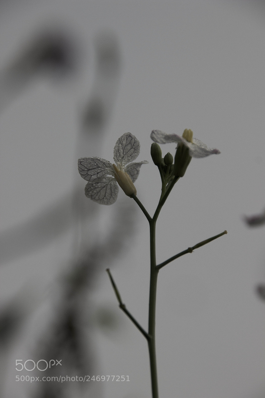 Canon EOS 600D (Rebel EOS T3i / EOS Kiss X5) sample photo. Img photography