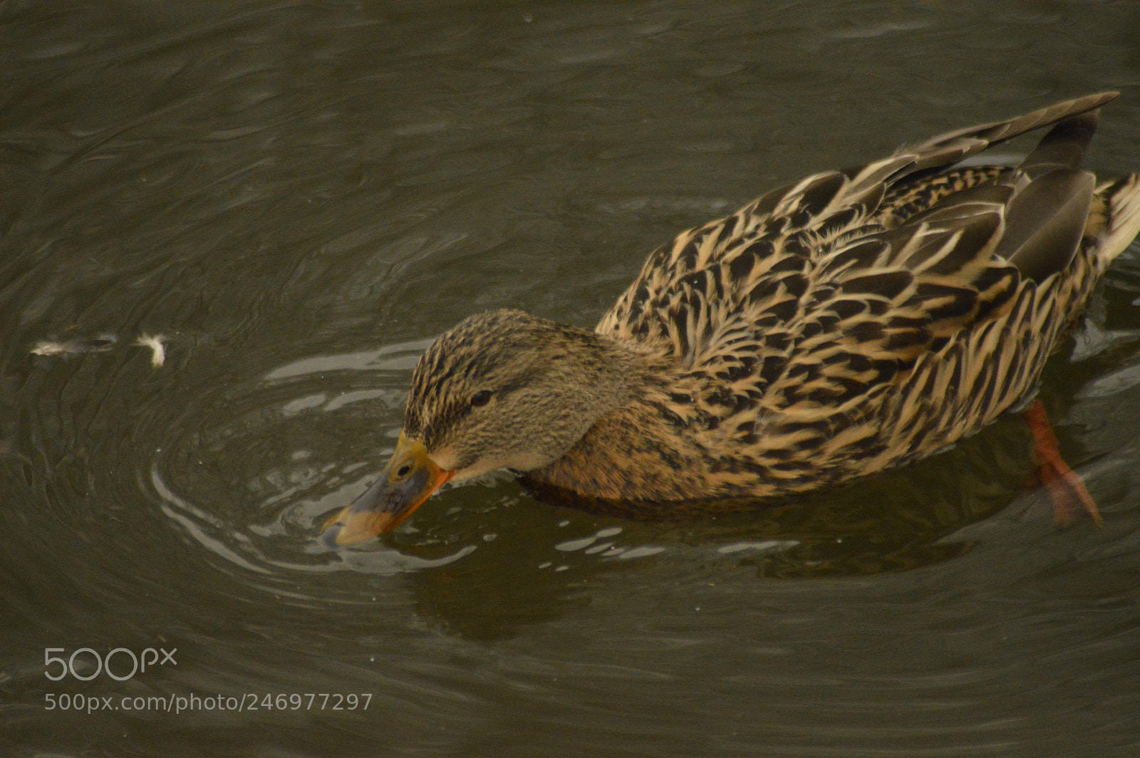 Nikon D3200 sample photo. Duck swimming in water photography