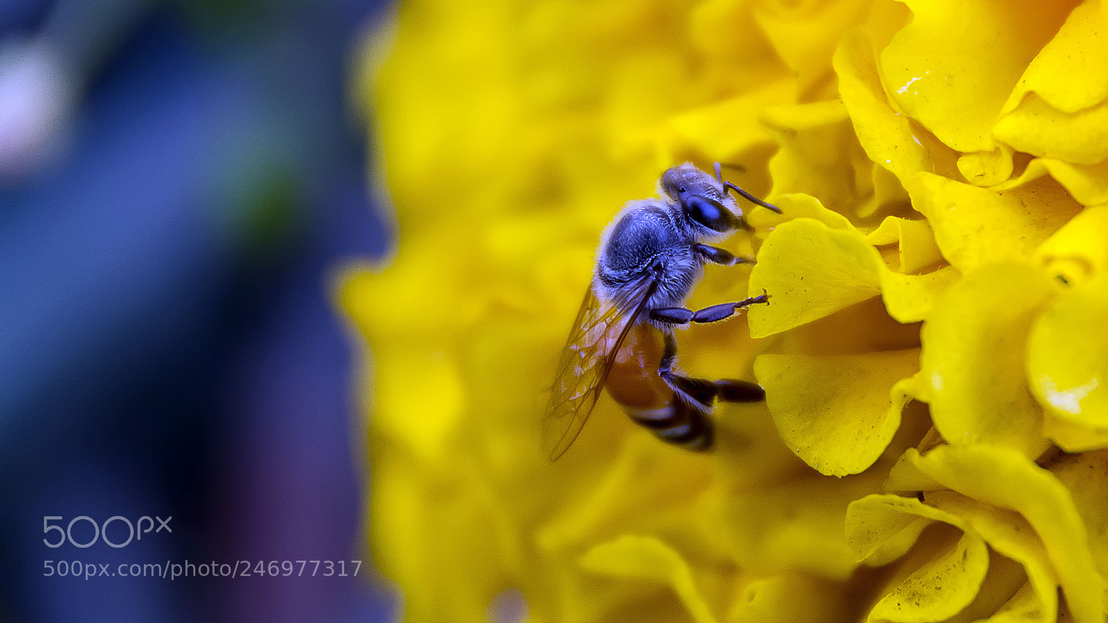 Nikon D7100 sample photo. Honey bee photography