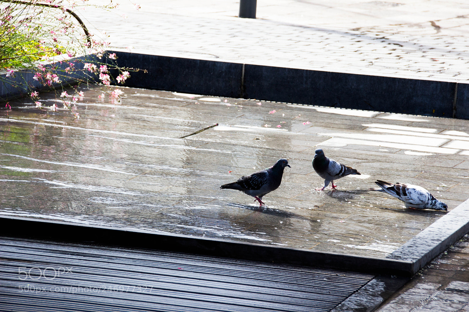 Canon EOS 600D (Rebel EOS T3i / EOS Kiss X5) sample photo. Img photography
