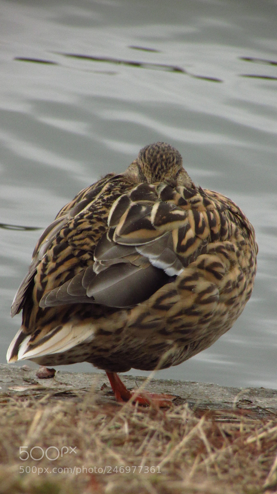 Canon PowerShot SX500 IS sample photo. I am watching you! photography