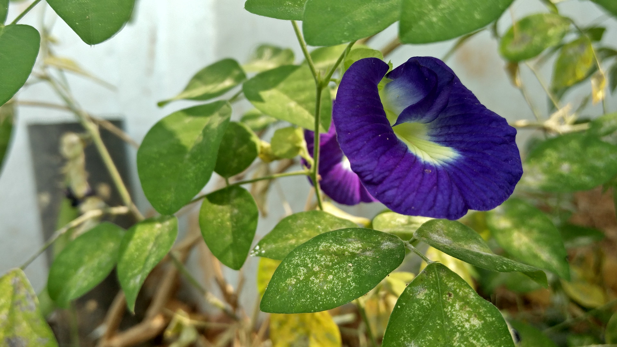 OnePlus 2 sample photo. Flowers photography