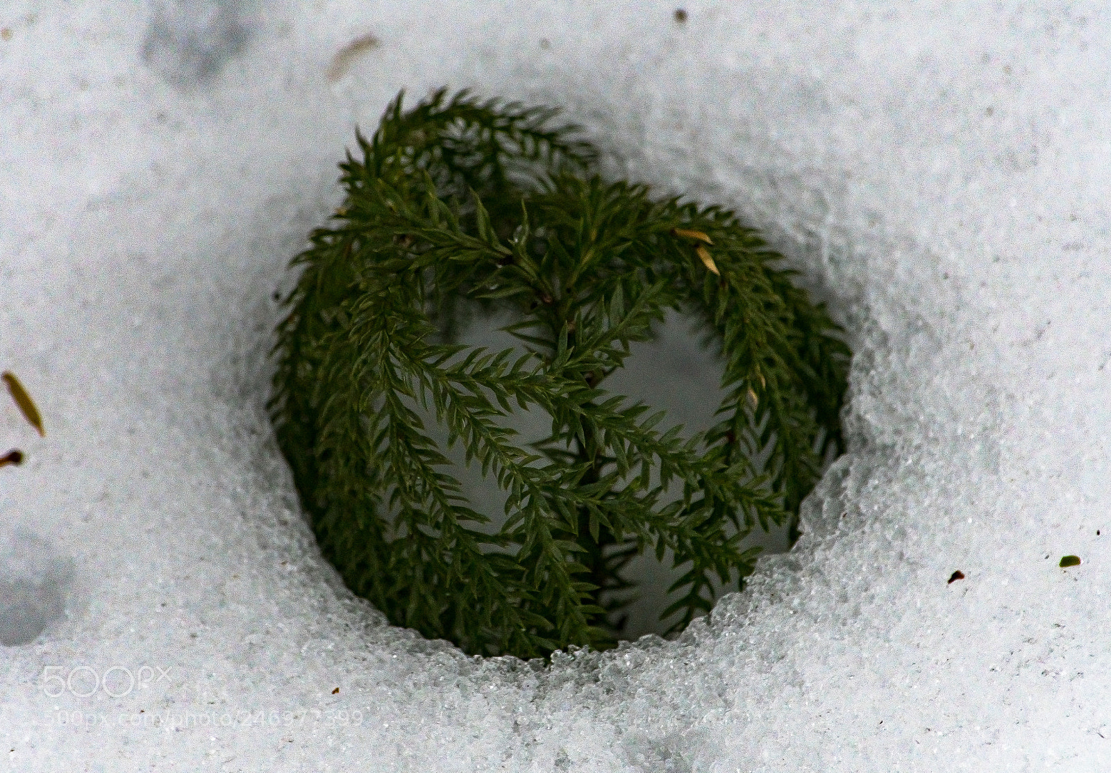 Nikon D500 sample photo. The way of the photography