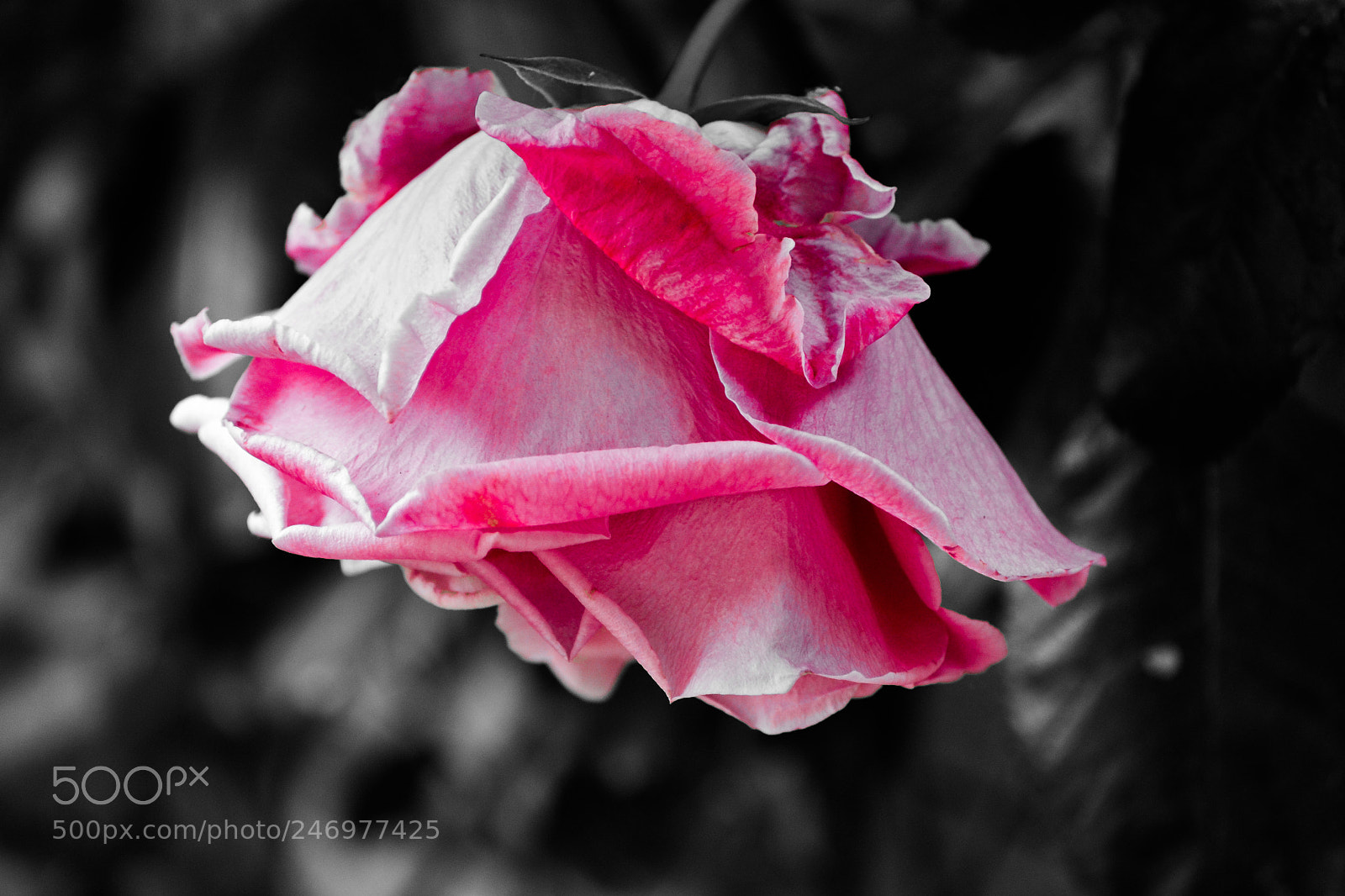 Nikon D3100 sample photo. Rose photography