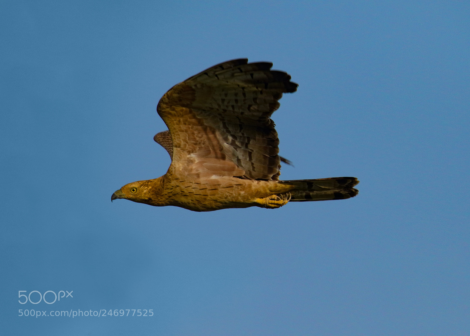 Canon EOS 7D Mark II sample photo. Oriental honey-buzzard photography