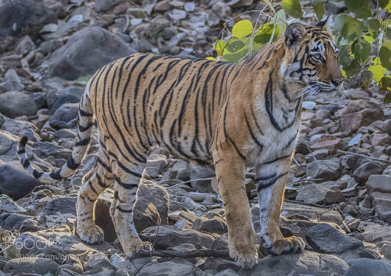 Canon EOS 7D Mark II sample photo. Tiger portrait photography