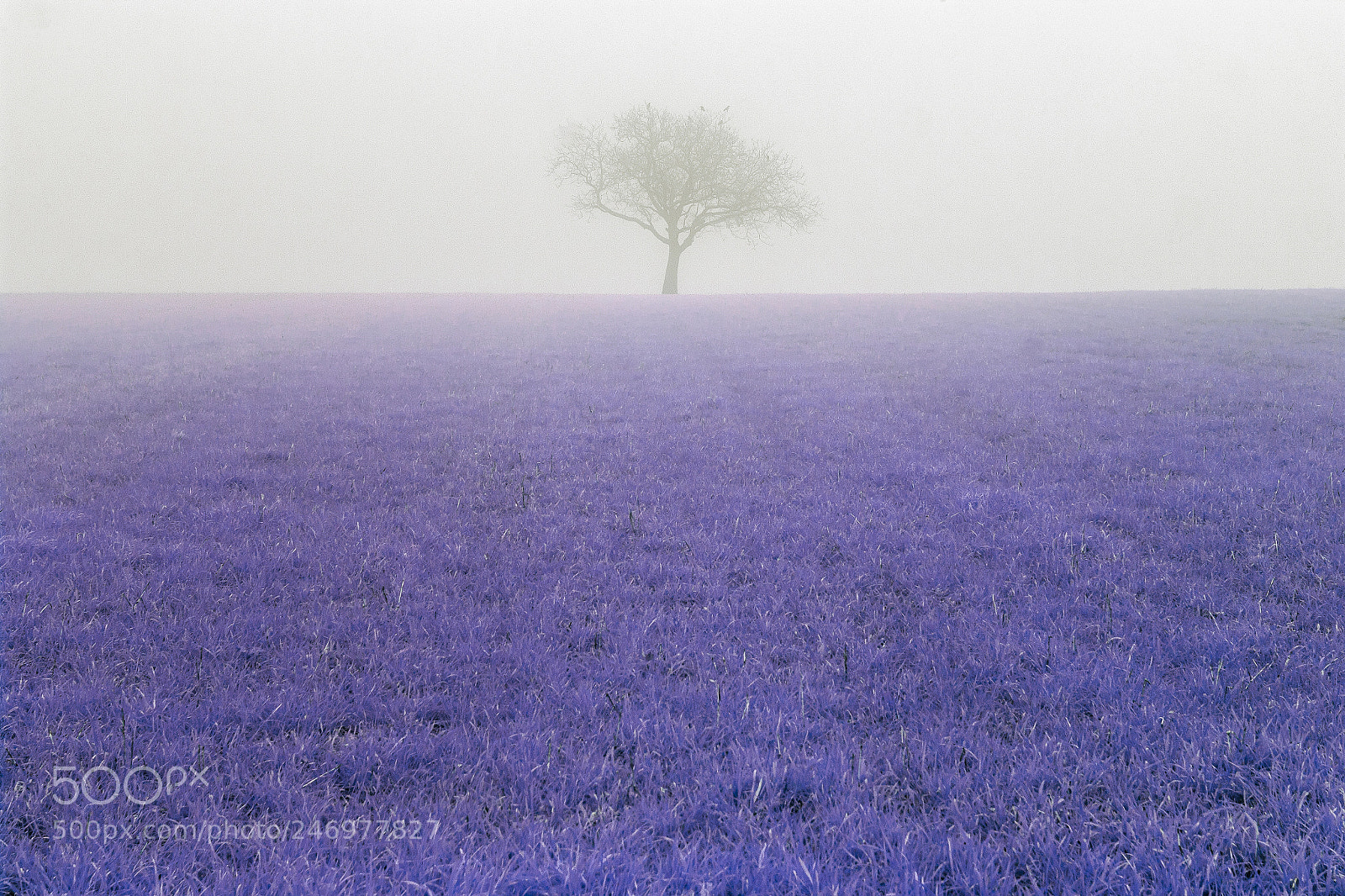 Canon EOS 600D (Rebel EOS T3i / EOS Kiss X5) sample photo. Foggy tree photography