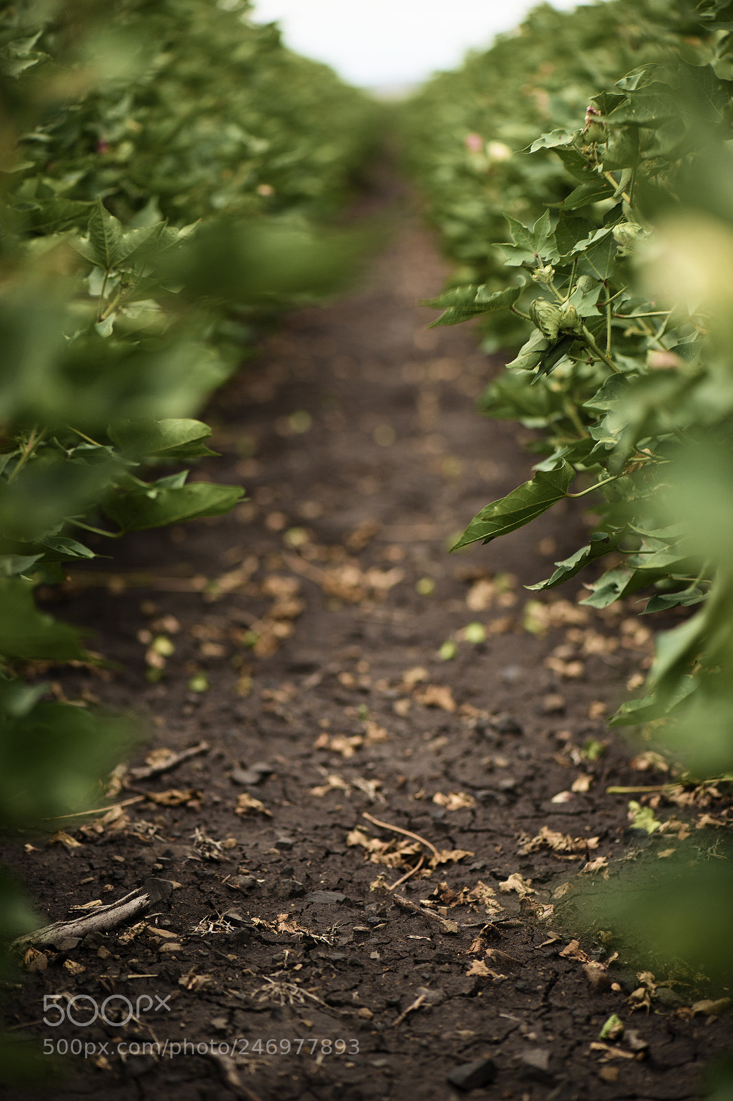 Nikon D800 sample photo. Cotton field in the photography