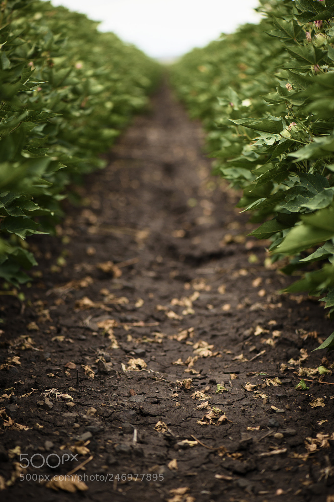 Nikon D800 sample photo. Cotton field in the photography