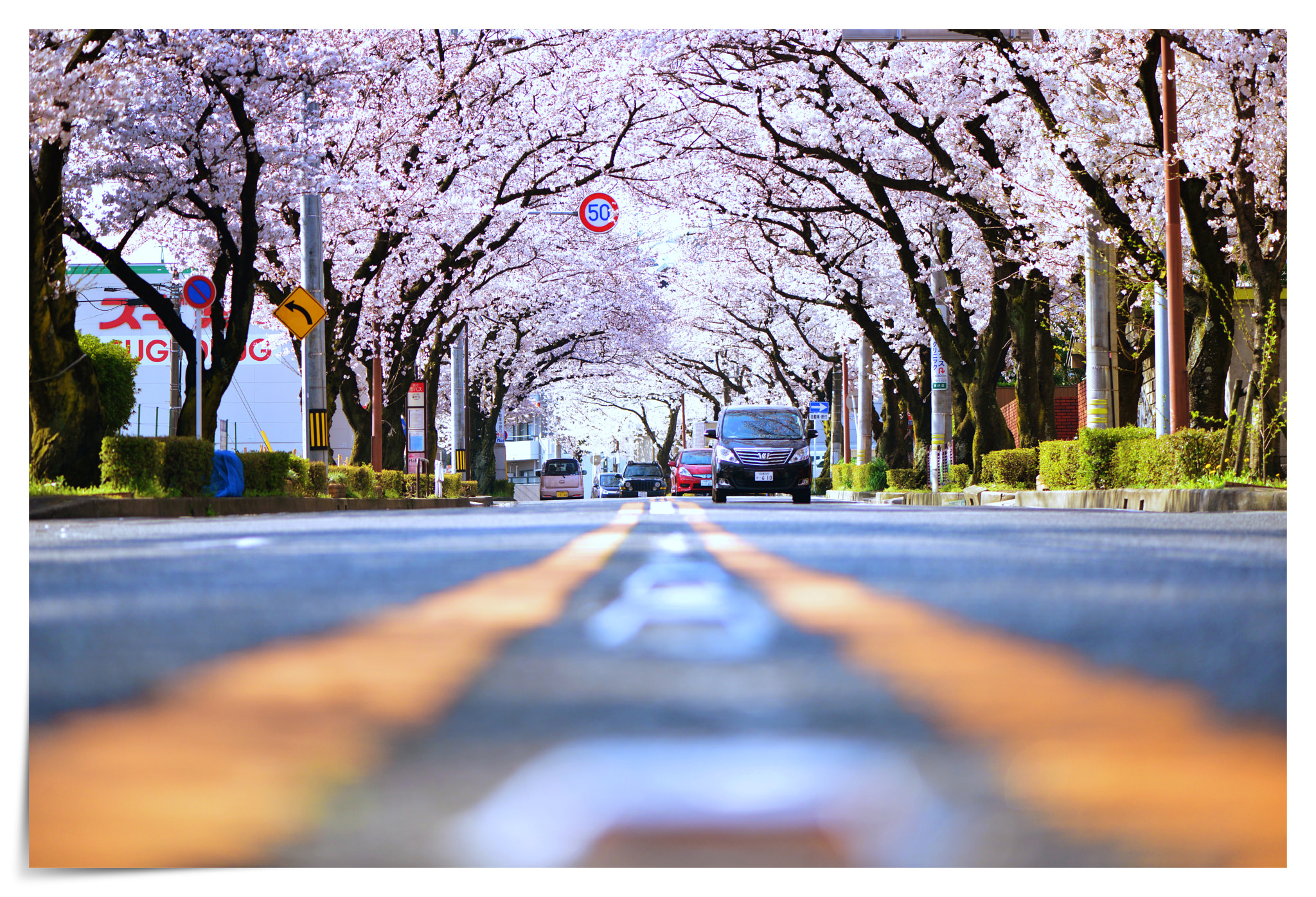 Nikon AF-S Micro-Nikkor 105mm F2.8G IF-ED VR sample photo. Cherry blossom photography