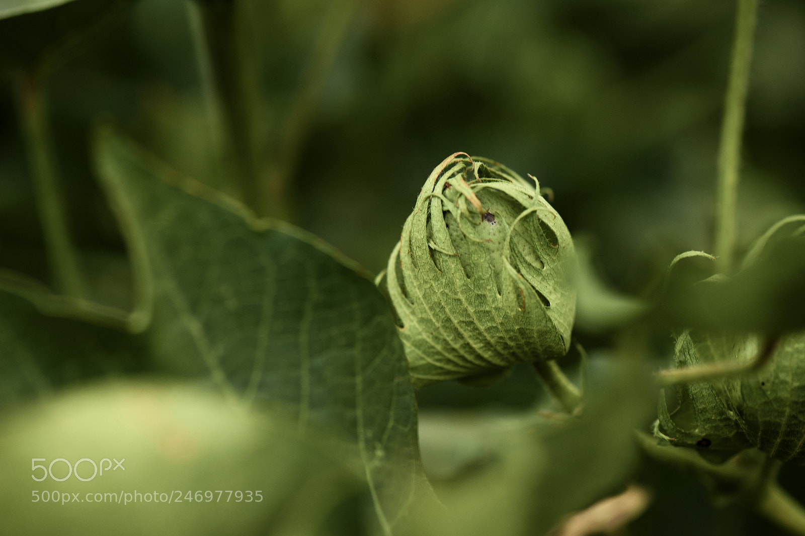 Nikon D800 sample photo. Cotton field in the photography
