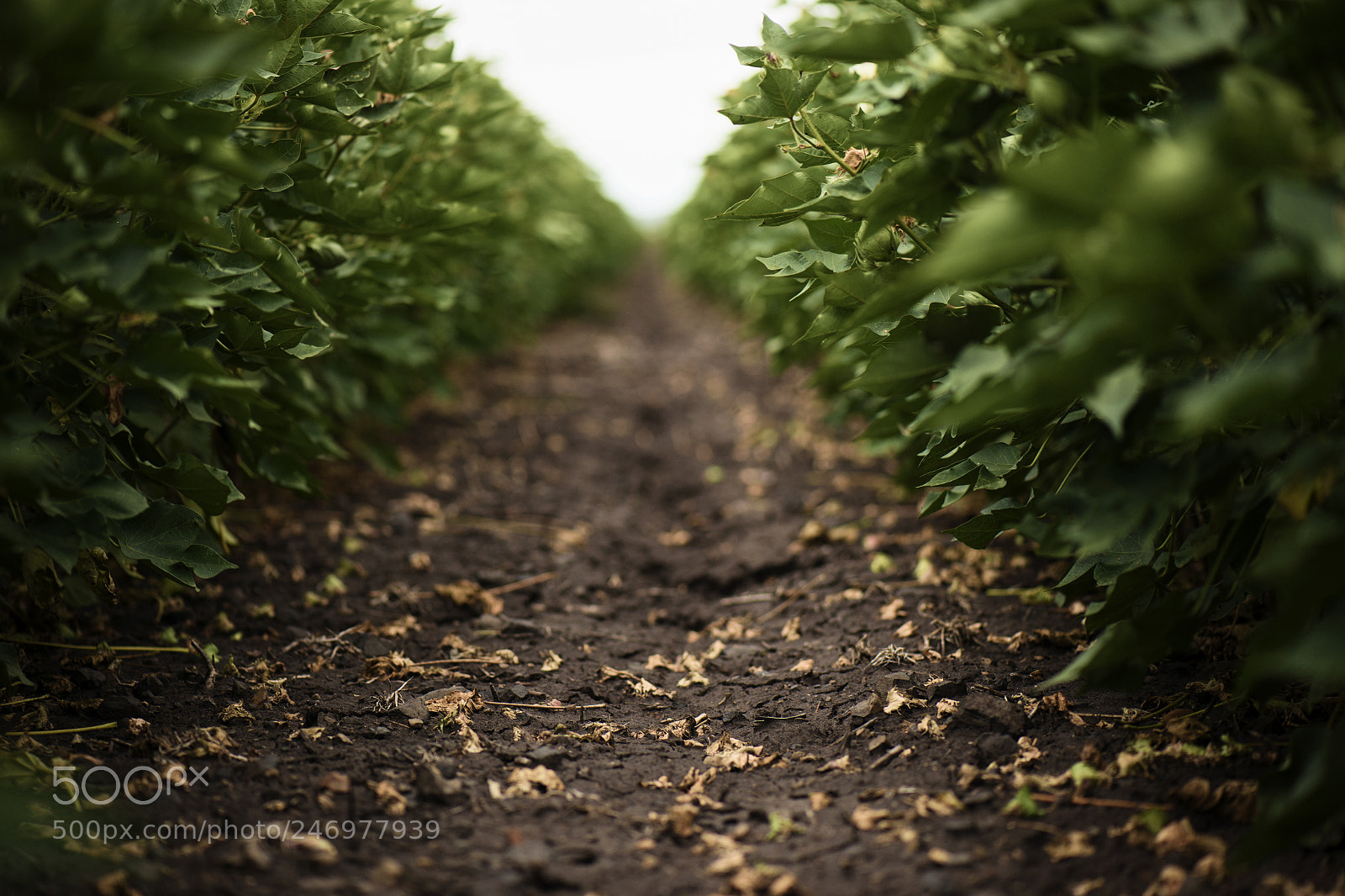 Nikon D800 sample photo. Cotton field in the photography