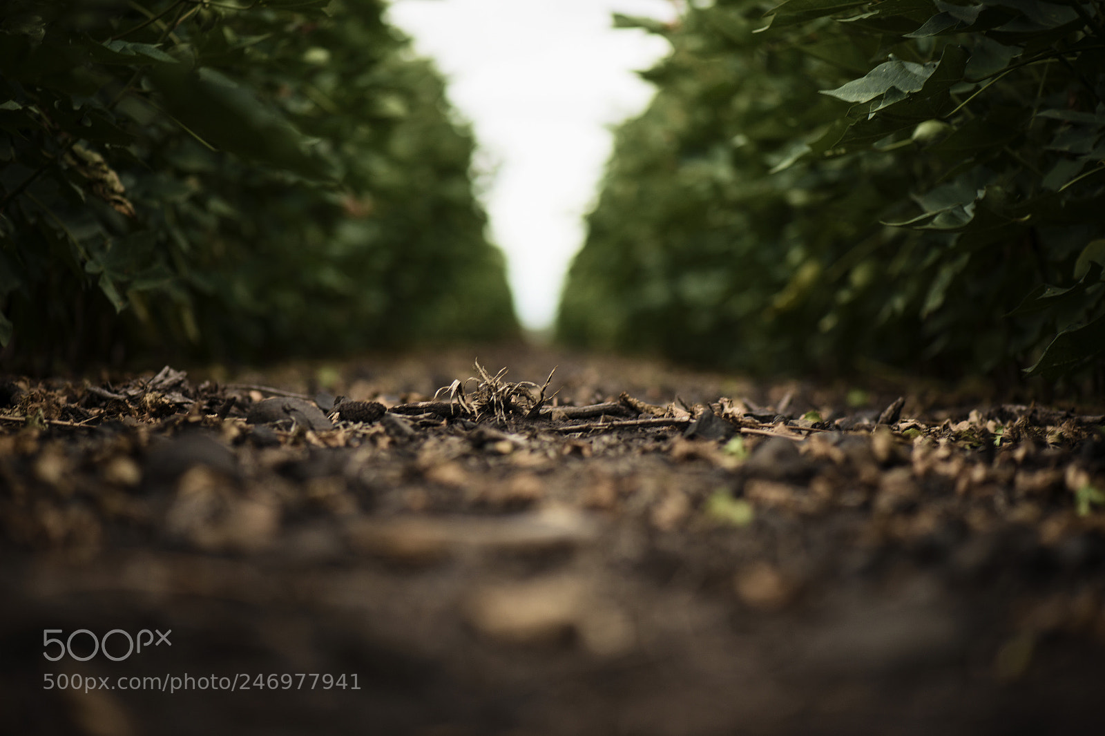 Nikon D800 sample photo. Cotton field in the photography